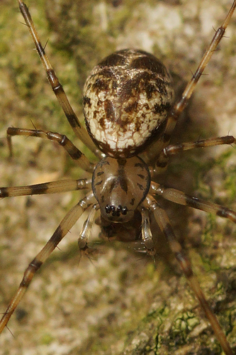 Vikrusis karnavoris nuotrauka