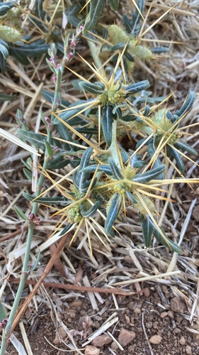 spiny cocklebur
