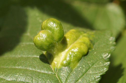 Elm Sack Gall Aphid