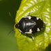 Rambur's Pied Shieldbug - Photo (c) Henk Wallays, all rights reserved