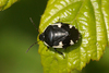 Rambur's Pied Shieldbug - Photo (c) Henk Wallays, all rights reserved