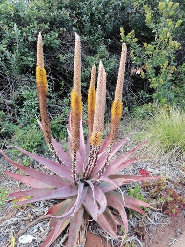 Lebombo Aloe (Aloe spicata)  iNaturalist