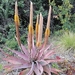 Aloe spicata - Photo (c) Muhammad Adamjee, todos los derechos reservados, subido por Muhammad Adamjee