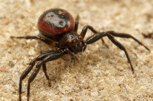Napoleon Spider