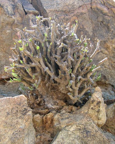 Tylecodon buchholzianus (Schuldt & P.Stephan) Toelken