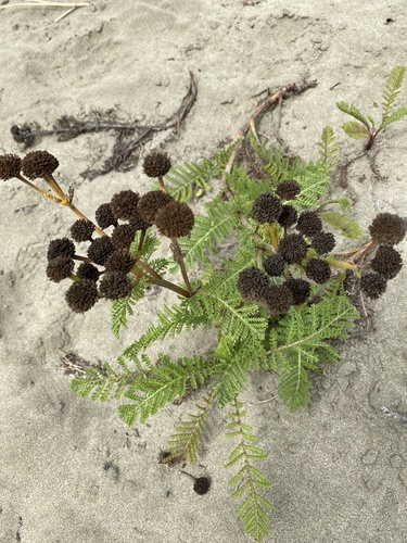 dune tansy
