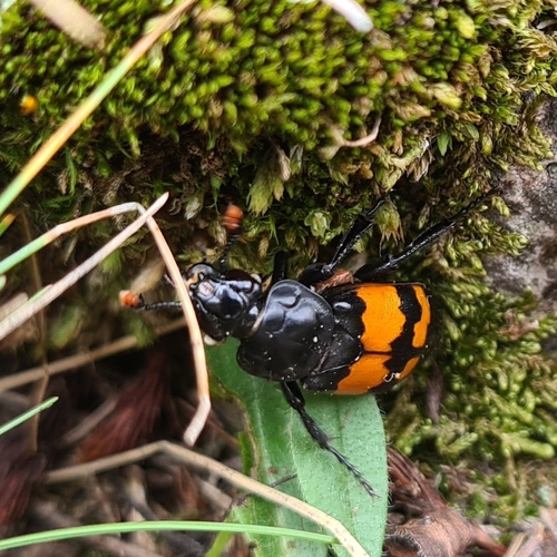 Nicrophorus confusus · iNaturalist