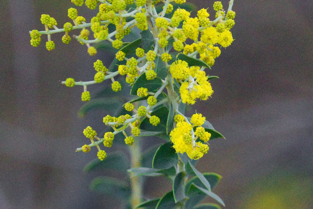 Acacia cuchillo