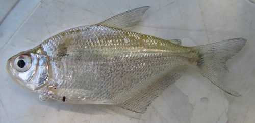 Psalidodon pellegrini · iNaturalist