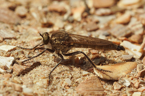 Dune Robber Fly