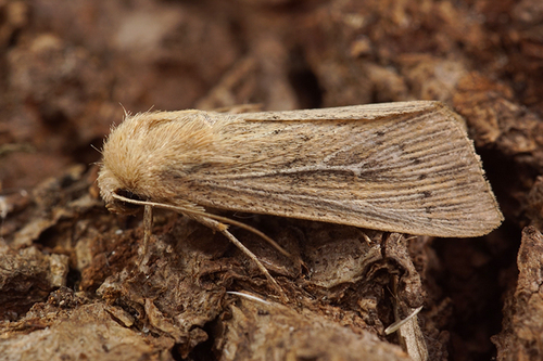 Obscure Wainscot