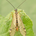 European Alpine Scorpionfly - Photo (c) Henk Wallays, all rights reserved, uploaded by Henk Wallays