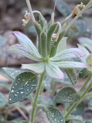 iNaturalist observation photo of Yellow monardella