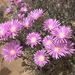 Drosanthemum macrocalyx - Photo (c) prix_burgoyne, todos los derechos reservados, subido por prix_burgoyne