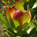 Leucadendron strobilinum - Photo (c) Chris Whitehouse, todos los derechos reservados, uploaded by Chris Whitehouse