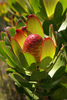 Peninsula Conebush - Photo (c) Chris Whitehouse, all rights reserved, uploaded by Chris Whitehouse