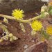 Mesembryanthemum excavatum - Photo (c) prix_burgoyne, all rights reserved, uploaded by prix_burgoyne