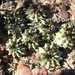 Euphorbia susannae - Photo (c) prix_burgoyne, todos los derechos reservados, subido por prix_burgoyne