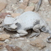 Roundtail Horned Lizard - Photo (c) Jake Scott, all rights reserved, uploaded by Jake Scott