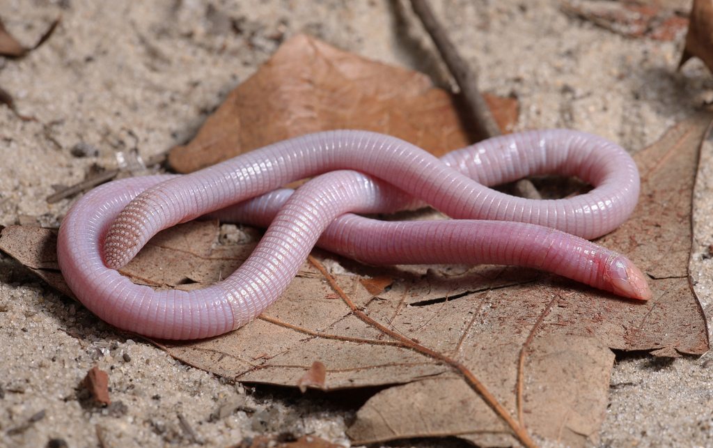 Florida Worm Lizard (Rhineura floridana) · iNaturalist