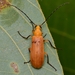 Zonitoschema japonicum - Photo (c) WonGun Kim, kaikki oikeudet pidätetään, lähettänyt WonGun Kim