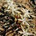 Lapeirousia plicata - Photo (c) prix_burgoyne, todos los derechos reservados, uploaded by prix_burgoyne