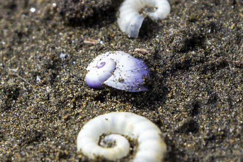 photo of Violet Sea Snail (Janthina janthina)