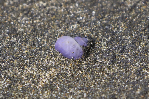 photo of Dwarf Violet Snail (Janthina exigua)