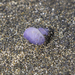 photo of Dwarf Violet Snail (Janthina exigua)