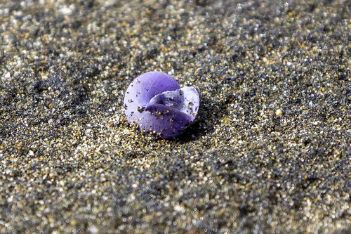 photo of Dwarf Violet Snail (Janthina exigua)