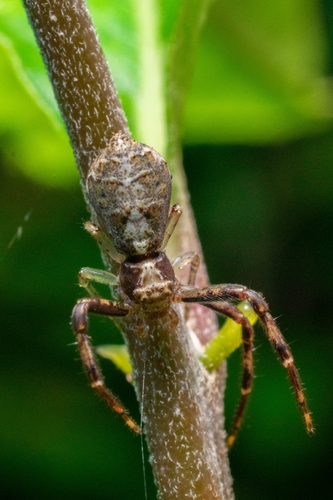 Tmarus productus