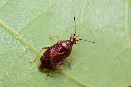 Genus Cimicicapsus · iNaturalist