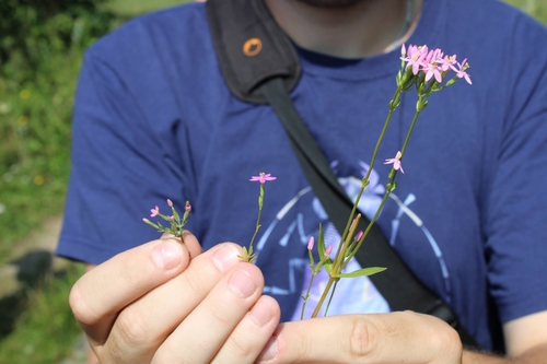 zemežlč pobrežná (Centaurium littorale)