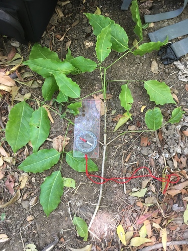 Platymiscium parviflorum - canopy