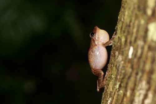 Common Coqui