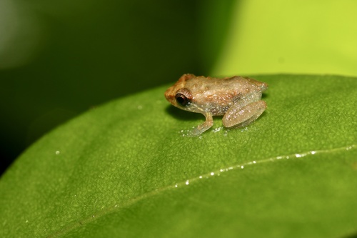 Common Coqui