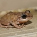 Rain Frogs - Photo (c) Dimitris S, all rights reserved, uploaded by Dimitris S