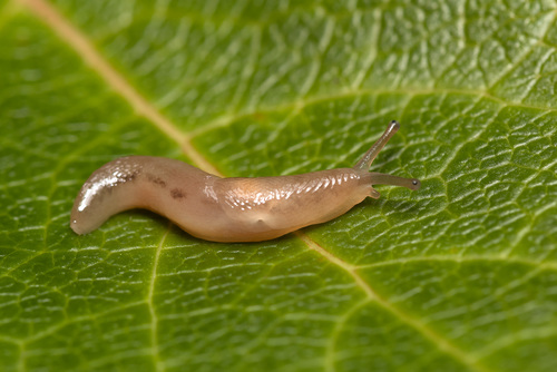 Limax cinereoniger