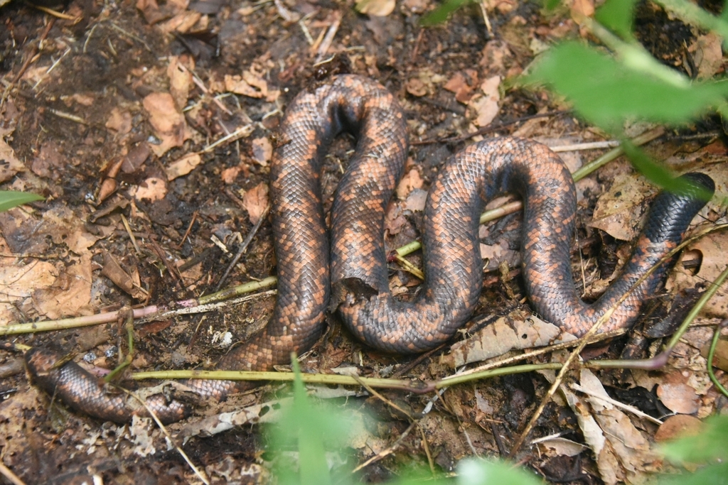 African Burrowing Python from Sangha Lodge on August 17, 2021 at 05:45 ...