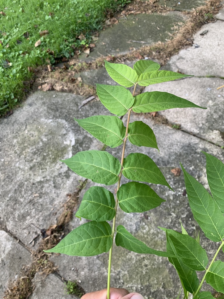 tree-of-heaven from E 29th St, Erie, PA, US on August 19, 2021 at 07:43 ...