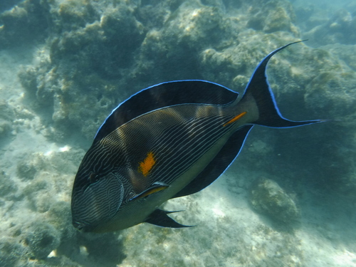 Sohal Surgeonfish — seen at this dive site