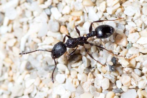 Temnothorax sardousTemnothorax sardous