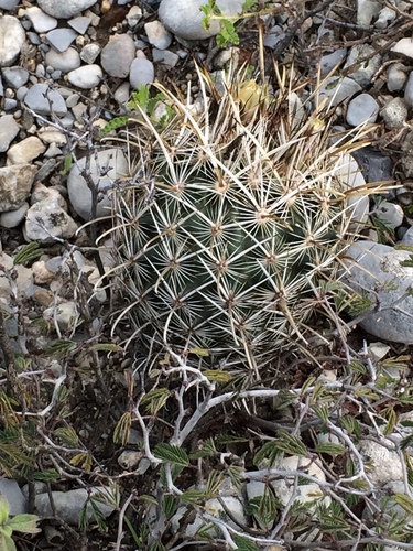 Scheer's Fishhook Cactus
