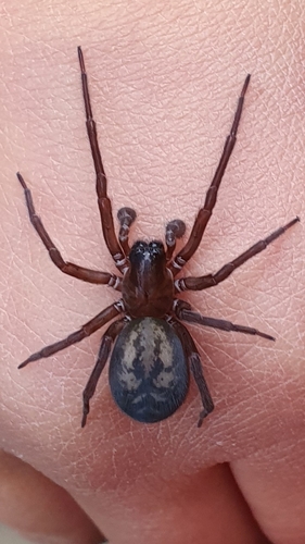 Black Laceweaver