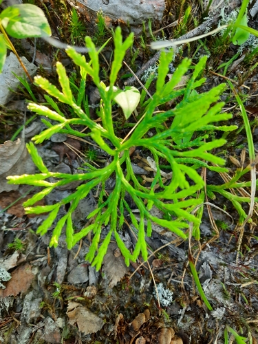 northern ground-cedar