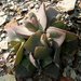 Cheiridopsis peculiaris - Photo (c) prix_burgoyne, όλα τα δικαιώματα διατηρούνται, uploaded by prix_burgoyne