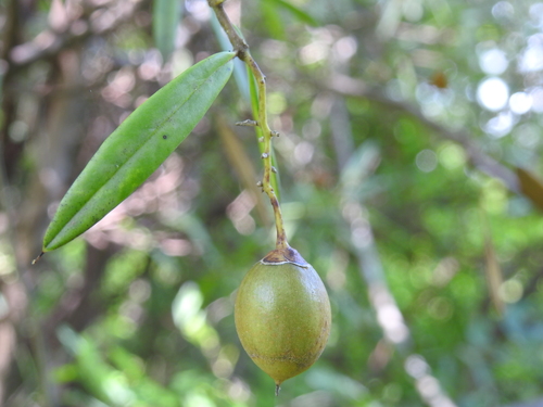 cudjoewood