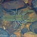 Cavespring Crayfish - Photo (c) Matthew L. Niemiller, all rights reserved, uploaded by Matthew L. Niemiller