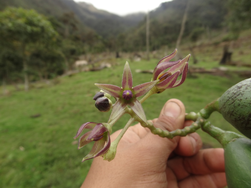 Casana
