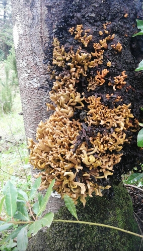 Laurobasidium lauri